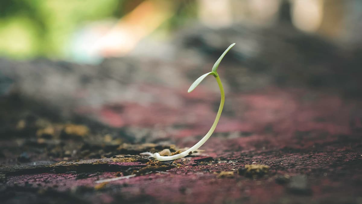 A seedling growing